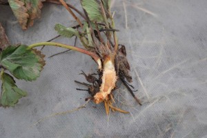  Uszkodzenia mrozowe na plantacjach truskawki