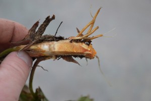  Uszkodzenia mrozowe na plantacjach truskawki