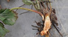 Uszkodzenia mrozowe na plantacjach truskawki