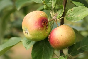  Objawy występowania Owocówki jabłkóweczki (Cydia pomonella)