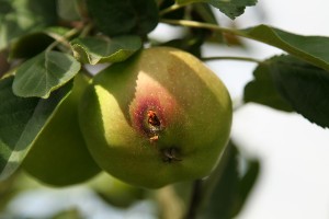 Objawy występowania Owocówki jabłkóweczki (Cydia pomonella)