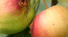Owocówka jabłkóweczka – coraz groźniejsza!