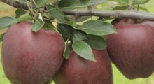 W 2017 r. wolumen eksportu jabłek wyniósł 991 tys. ton