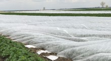 Łódzkie plantacje truskawek uszkodzone przez mróz