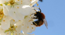 Pszczoły czy drony, których będzie więcej ?