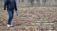 Stan plantacji truskawek po zimie [Zbigniew Jarosz]