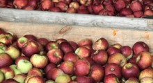 Mniejszy eksport jabłek z UE