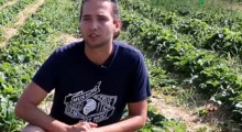 Produkcja rozsady truskawek - Michał Malicki, Agrosimex
