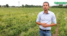 Zabiegi po zbiorach truskawek - Michał Malicki, Agrosimex