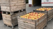 WAPA: Zapasy jabłek w UE – czerwiec 2018 r.