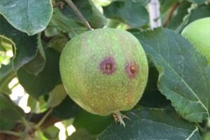 Objawy żerowania owocówki jabłkóweczki na zawiązku odm. ‘RED JONAPRINCE’