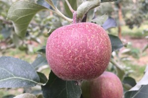  Objawy żerowania pordzewiacza jabłoniowego na zawiązku odm. ‘RED JONAPRINCE’