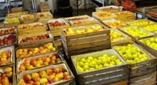 Rynek Kostaryki już otwarty dla polskich jabłek 