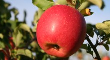 Produkcja jabłek bez środków chemicznych zyskuje zwolenników