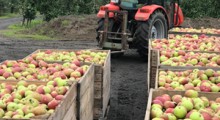 GUS: Wstępny szacunek zbiorów owoców z drzew w 2018 r.