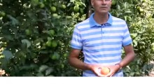 Strategia ochrony przedzbiorczej jabłoni i grusz - Robert Binkiewicz