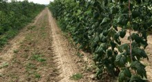 MSZ wycofuje się z dotowania zakładania plantacji malin na Ukrainie