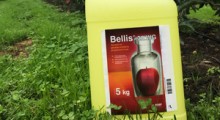 Bellis®  38 WG -  najlepszy sposób na gorzkie problemy przechowalnicze