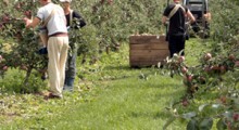 ŚIR ws. zmiany przepisów ubezpieczeniowych pomocników sadownika
