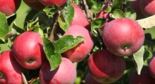 Rekordowe zbiory jabłek w Szwecji