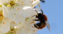 [Niemcy] zabicie pszczoły do 65 tysięcy euro 