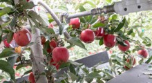 Automatyzacja zbiorów jabłek ?!