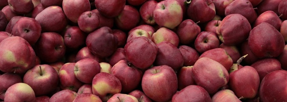 Iran: Rekordowy eksport jabłek