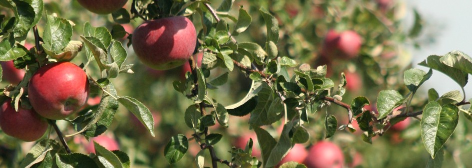 Kierunek 'eko' dla jabłek i gruszek