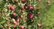 Kierunek 'eko' dla jabłek i gruszek
