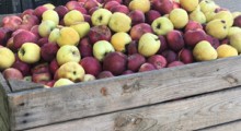 KUPS: Jesteśmy otwarci na dialog na temat cen skupu owoców