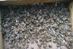 Pszczoły zatrute na dennicy