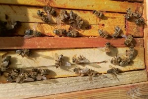 Pszczoły zatrute na ramkach