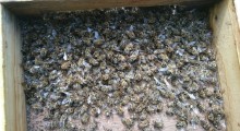 Wytruto 2,5 mln pszczół pod Rzeszowem !