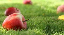Polskie jabłka wolne od zanieczyszczeń