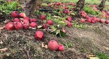 KUPS: Jesteśmy zaskoczeni nagłą decyzją MRiRW na temat skupu jabłek