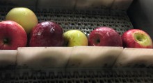 5 ton jabłek - limit dzienny dla jednego sadownika