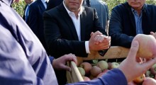 Putin i Miedwiediew wizytują sady jabłoniowe 