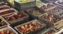 Polska liderem wzrostu cen jabłek ???