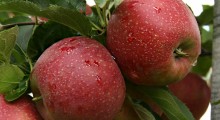 Rejestracja podmiotów zainteresowanych eksportem jabłek do Kolumbii