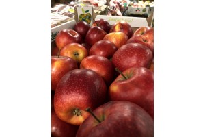  Jabłko lubelskie - Jonaprince