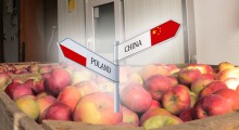 Czy w tym sezonie polskie jabłka trafią do Chin ?