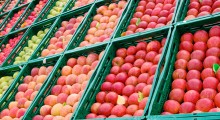 Spadek cen jabłek w Rosji