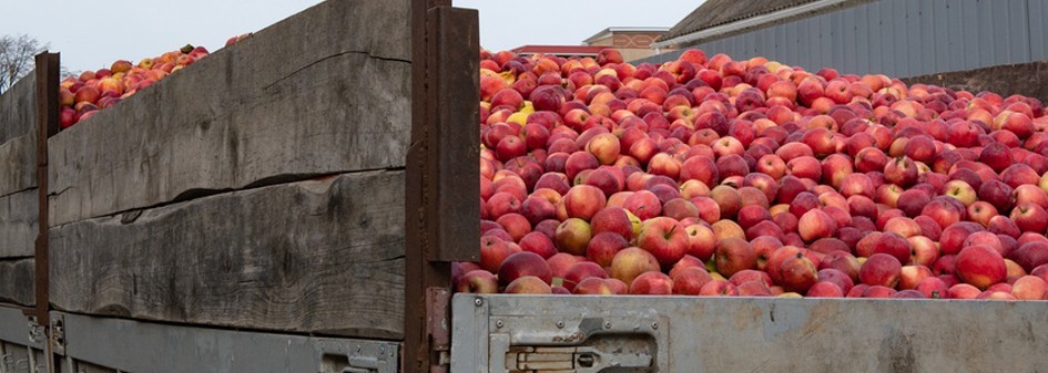 Eskimos: Program Stabilizacji Cen na Rynku Jabłek odniósł zamierzony skutek