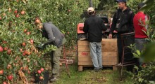 Sadownicy nie mają obowiązku składania PIT-11 za rezydentów Ukrainy