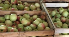 Rekordowe zapasy jabłek na Ukrainie