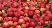 Sadownicy na komisji rolnictwa w Sejmie - walka o zapłatę za jabłka