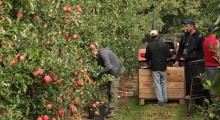 Jasieniec: Bezpłatne porady dla sadowników ws. zatrudniania cudzoziemców