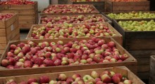 Ukraina eksportuje jabłka po rekordowo wysokich cenach