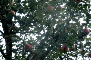  Objawy mączniaka prawdziwego na jabłoni 