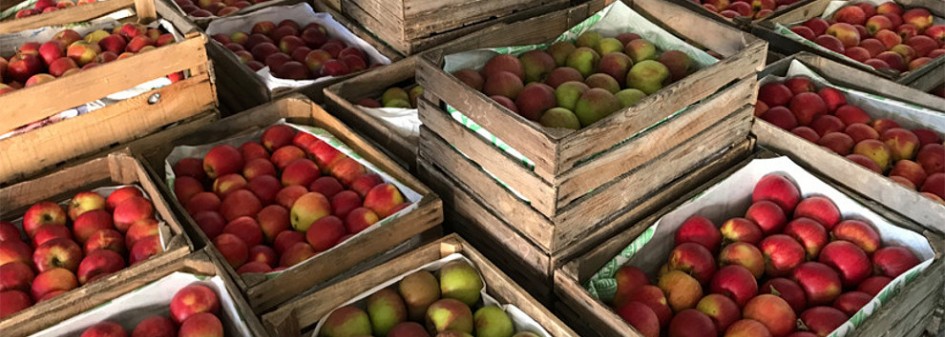 Polska głównym dostawcą jabłek na rynek ukraiński 